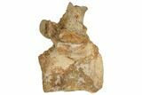 Bargain, Fossil Theropod Dinosaur Caudal Vertebra - Morocco #192544-1